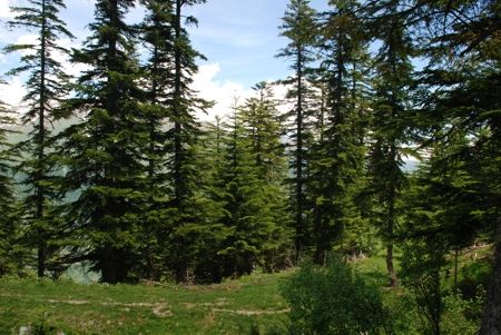 Coldiretti: con la valorizzazione dei boschi Made in Piemonte +10% di posti di lavoro