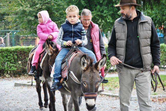 Asinaridel Monviso al lavoro