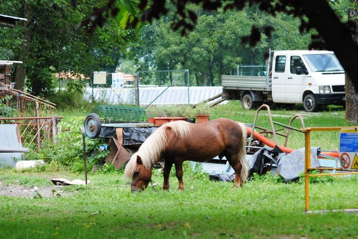 Un docile pony pascola davanti all'area nella quale sorge il campo fotovoltaico in regione Cascina Bordiga a Paesana (©targatocn)