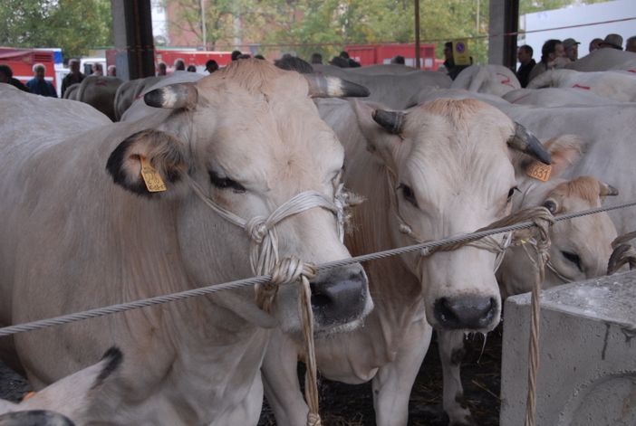 Alba: in arrivo la rassegna di bovini piemontesi "albesi della coscia" Alba: in arrivo la rassegna di bovini piemontesi "albesi della coscia"