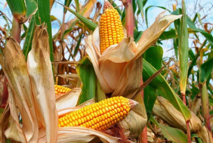 Coldiretti Cuneo: "Mais in difficoltà nella Granda, più attenzione per il comparto"