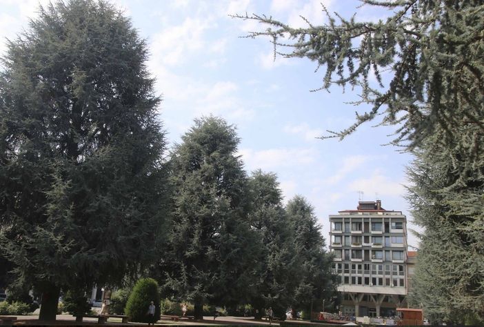 I cedri di Piazza Europa, immagine di repertorio I cedri di Piazza Europa, immagine di repertorio