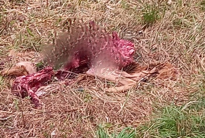 Un lupo ripreso dalla telecamera di una casa a Dronero Un lupo ripreso dalla telecamera di una casa a Dronero