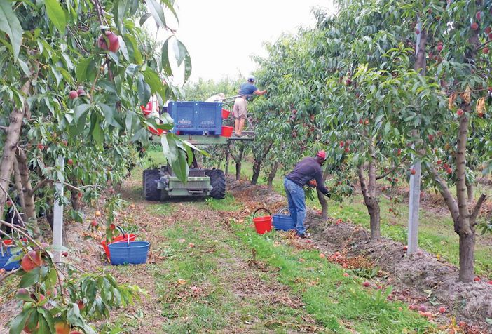 Dolce la frutta, amara la vita di chi la raccoglie: a Cuneo il punto sullo sfruttamento lavorativo nelle nostre terre Dolce la frutta, amara la vita di chi la raccoglie: a Cuneo il punto sullo sfruttamento lavorativo nelle nostre terre