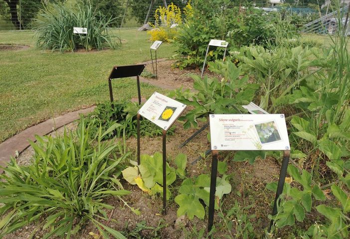 Il Giardino fitoalimurgico Oreste Mattirolo