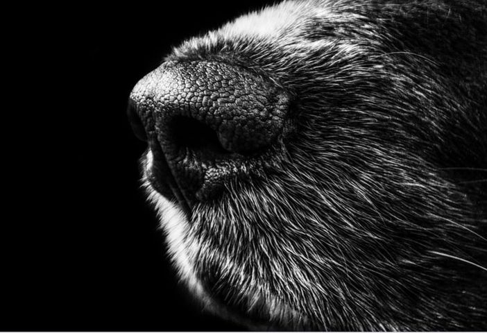 Foto generica Pixabay