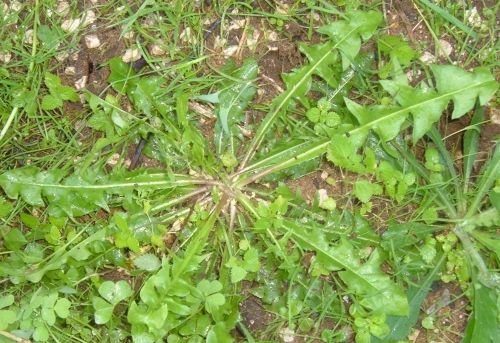 Non chiamiamole Erbacce: parte il corso sulle erbe commestibili  del Parco del Monviso