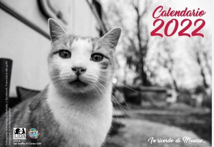 Ecco il calendario 2022 del Gattile di Cuneo “Romeo &amp; Pucci”