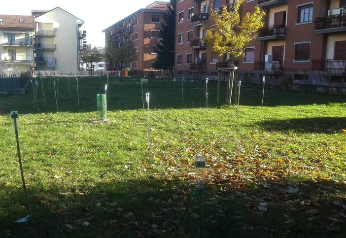 La foresta edibile in sviluppo, nel Quartiere Donatello di Cuneo