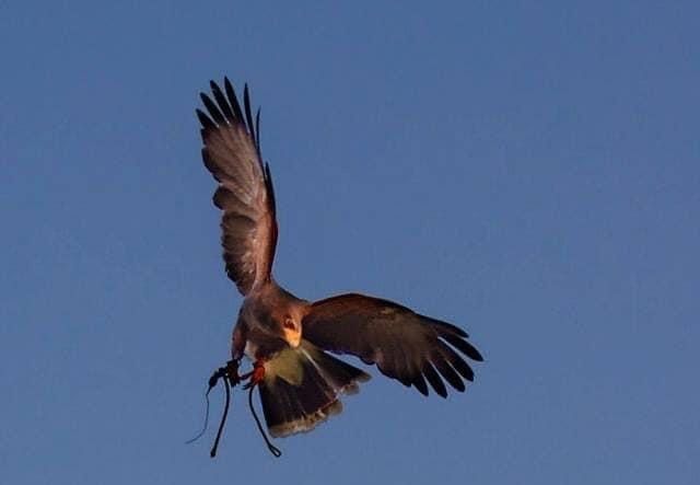 A Prazzo un laboratorio di sostenibilità ambientale sul tema della falconeria A Prazzo un laboratorio di sostenibilità ambientale sul tema della falconeria