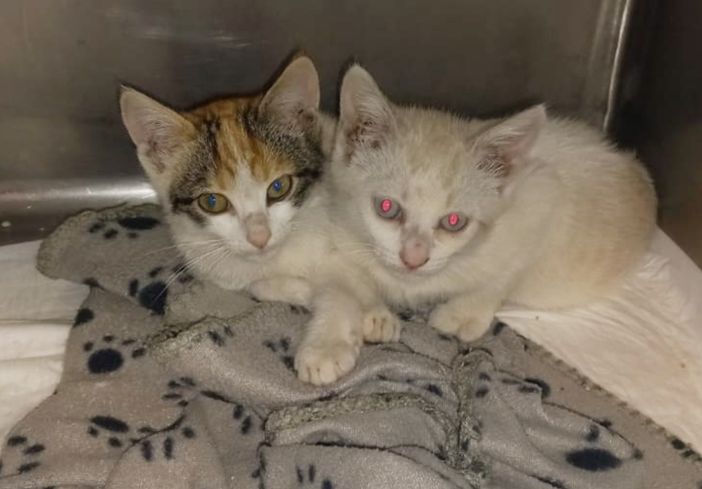 I due gattini fratelli, recuperati dai Vigili del Fuoco del Distaccamento di Saluzzo I due gattini fratelli, recuperati dai Vigili del Fuoco del Distaccamento di Saluzzo