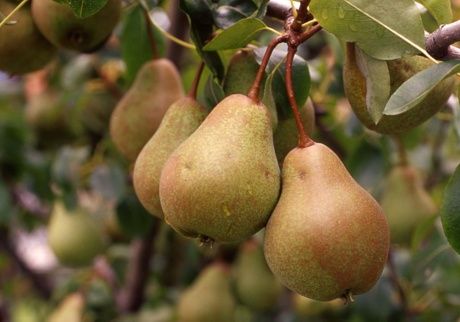 Costituito il consorzio per la valorizzazione e la tutela della "pera madernassa" Costituito il consorzio per la valorizzazione e la tutela della "pera madernassa"