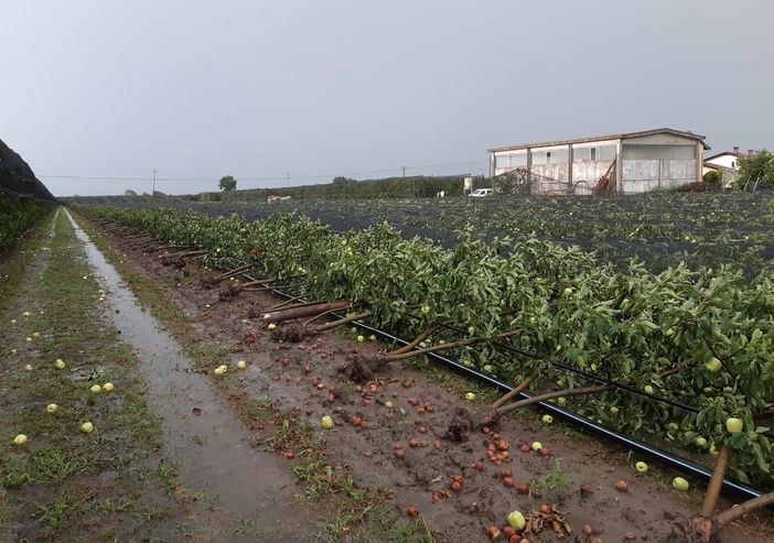 La tromba d'aria nel Saluzzese spazza via interi frutteti: danni gravissimi per più di 100 aziende