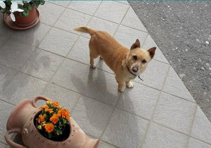 Dodi si è smarrito a Castelletto di Busca