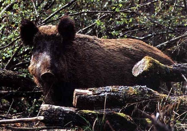 Busca: scoperto un allevamento di cinghiali abusivo