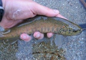 Trota iridea e fario: nuoteranno ancora nei fiumi del Piemonte grazie al Milleproroghe Trota iridea e fario: nuoteranno ancora nei fiumi del Piemonte grazie al Milleproroghe