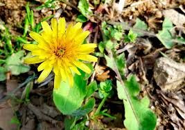 Torna a Fossano Expoflora, la manifestazione ortoflorovivaistica