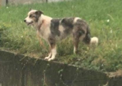 La cagnolina di Gambasca, al suo primo avvistamento La cagnolina di Gambasca, al suo primo avvistamento