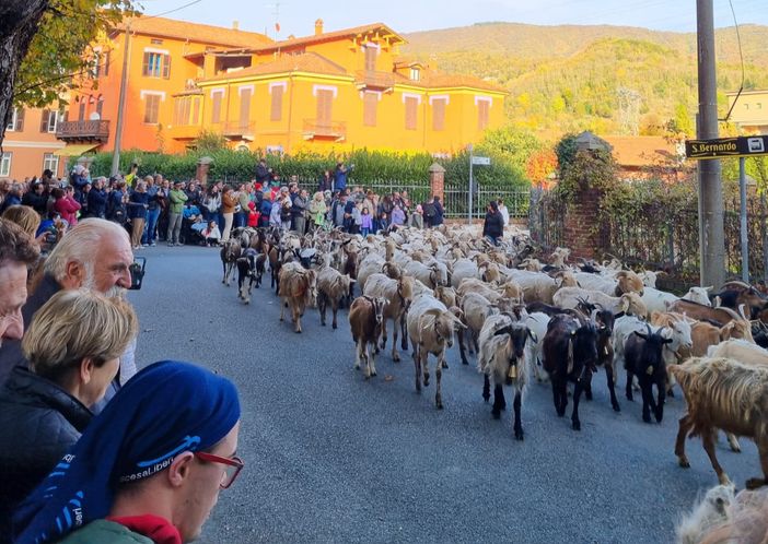 Il passaggio della transumanza a Garessio