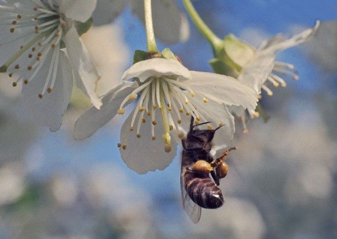 Gianfranco Marengo (Verzuolo per tutti): "La Verzuolo che vorrei avrà la leggerezza di un battito d’ali ma la potenza di un gesto fecondo"