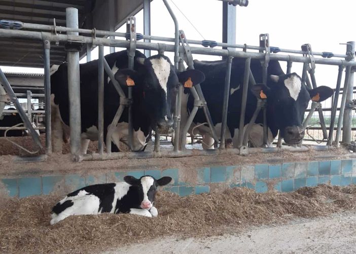 Formazione obbligatoria per allevatori e trasportatori di animali, Cia Cuneo raccoglie le preadesioni