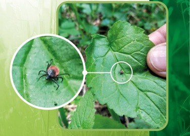 Zecche nelle aree Protette: le Alpi del Mare partono con il monitoraggio
