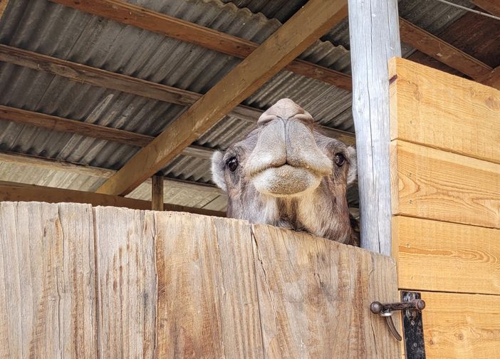 A Venasca è arrivato Orazio!