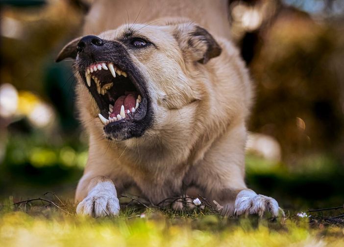 Aggredito da un cane mentre corre, la legge non lascia dubbi: la responsabilità è del padrone Aggredito da un cane mentre corre, la legge non lascia dubbi: la responsabilità è del padrone