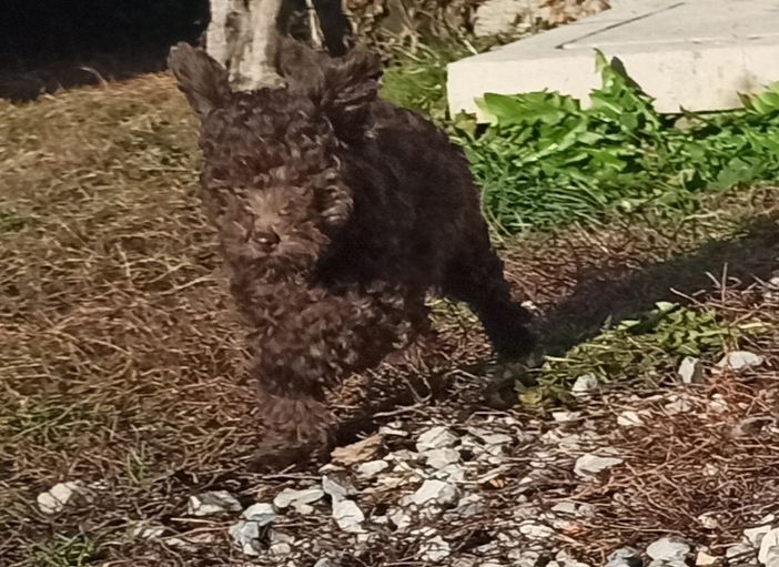 Ritrovata Kimi, la cagnolina che era stata rubata dalla sua casa a Mombasiglio