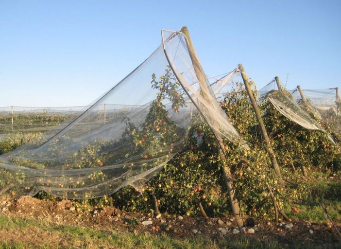 Rimborsi assicurativi: le aziende frutticole e vitinicole aspettano 6 milioni di euro dal 2015 Rimborsi assicurativi: le aziende frutticole e vitinicole aspettano 6 milioni di euro dal 2015