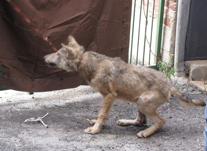 Il piccolo lupetto Il piccolo lupetto
