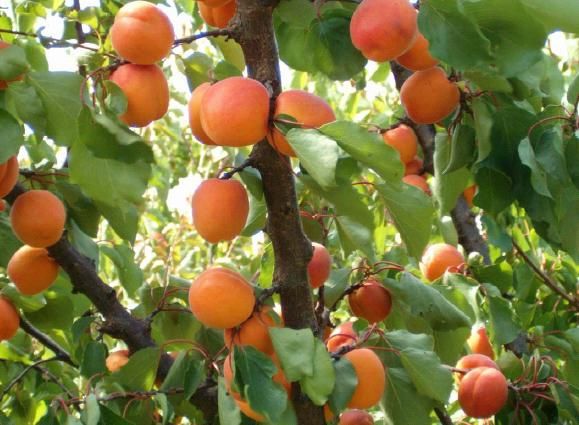 "Sbagliato vendere le quote del Creso da parte della Provincia"