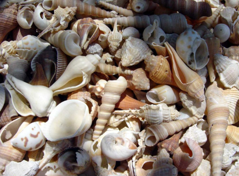 Cuneo: all'UniTre si va alla scoperta delle "Storie curiose delle conchiglie"