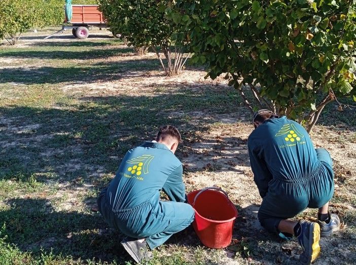 Lezioni in campo sulla Tonda Gentile per gli studenti dell’Agraria di Grinzane