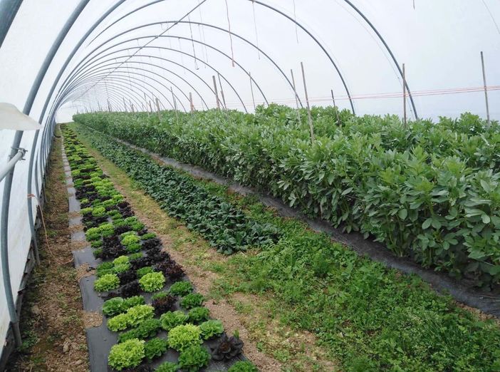 Una serra dell'azienda con alcune colture Una serra dell'azienda con alcune colture