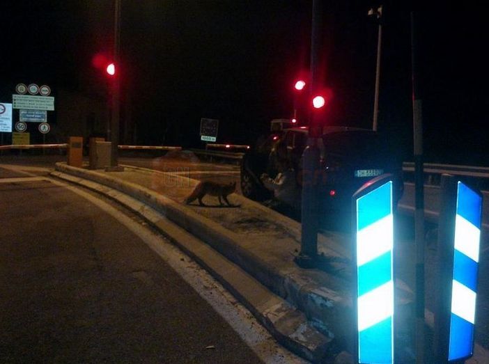 Con la riapertura del tunnel, torneranno tra le macchine in coda anche le volpi del Tenda?