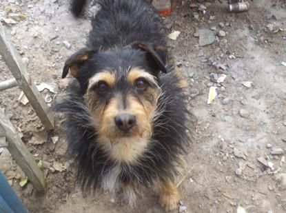 Corso per Operatori e Guardie Ecozoofile Volontarie della L.I.D.A, sezione Carrù-Mondovì-Ceva