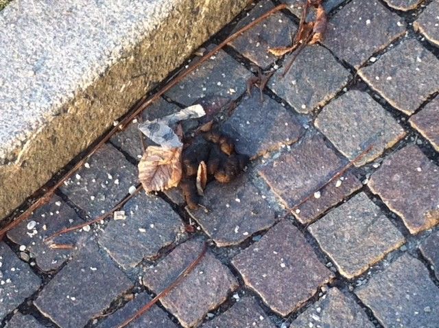 Cuneo: una città tranquilla, ma un vero campo minato...di cacche