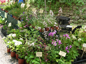 Castelmagno, si presenta un libro sulle erbe officinali Castelmagno, si presenta un libro sulle erbe officinali