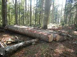 Boscaiolo travolto da un albero chiama il 118 che arriva ad Aisone Boscaiolo travolto da un albero chiama il 118 che arriva ad Aisone