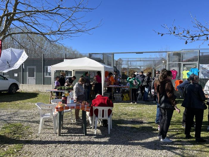 Cuori aperti, code che scodinzolano: la festa di Natale di Amici di Zampa Cuori aperti, code che scodinzolano: la festa di Natale di Amici di Zampa