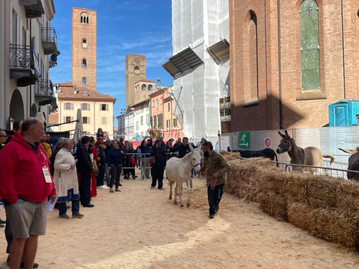 Palio degli Asini di Alba, i ciuchini... scaldano i motori