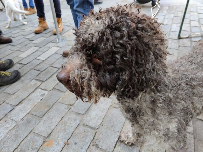 A Saluzzo la 3ª edizione della manifestazione canina "Nen mac tabui"