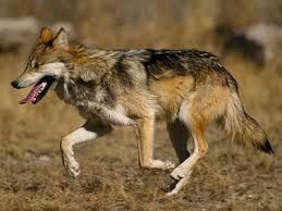 Da Gorzegno a Montefallonio: fra lupo e cane Da Gorzegno a Montefallonio: fra lupo e cane