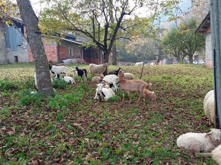 Roaschia: grande successo per la 27ª mostra della pecora roaschina (FOTO e VIDEO)