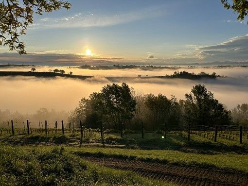 Lo splendido panorama delle vigne della cooperativa Lo splendido panorama delle vigne della cooperativa