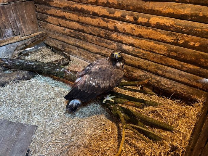 Una bella storia di inizio anno al Cras di Bernezzo: volontari e veterinari salvano un'aquila reale Una bella storia di inizio anno al Cras di Bernezzo: volontari e veterinari salvano un'aquila reale