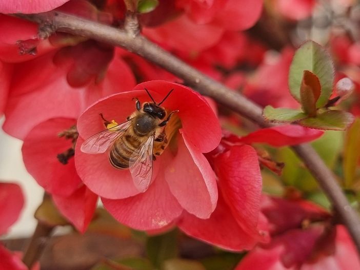 Il 22 maggio si celebra la Giornata mondiale della biodiversità Il 22 maggio si celebra la Giornata mondiale della biodiversità