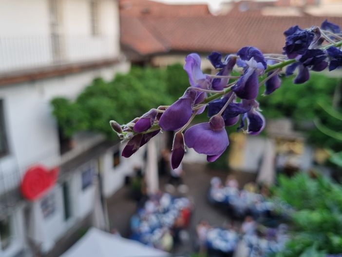 Un glicine in fiore a settembre: perché no? È tempo di glicine… rosso! Un glicine in fiore a settembre: perché no? È tempo di glicine… rosso!