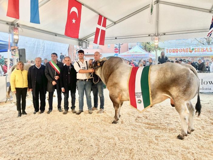 Gin Tonic il campione assoluto della 45esima Mostra Nazionale della Razza Bovina Piemontese di Fossano